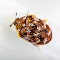 close up of a carpet beetle