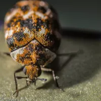 carpet beetle on sidewalk