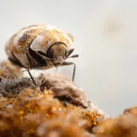 carpet beetle on brown debris