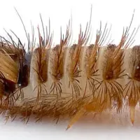 carpet beetle larvae