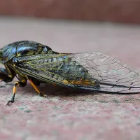 Cicada sitting on a red surface