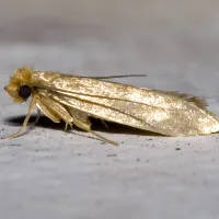 clothing moth on the ground