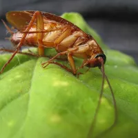 cockroach laying on green leaf