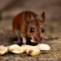 mouse eating peanuts