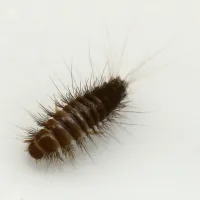 carpet beetle larvae on white surface