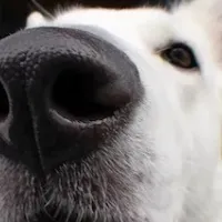 Close-up of a white dog's nose