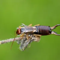 earwigs on a limb outside