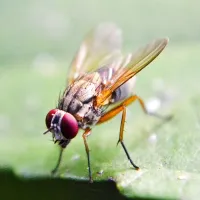 close up fruit fly on a leaf