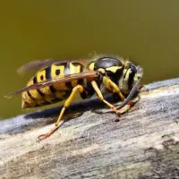 Hornet sitting on log