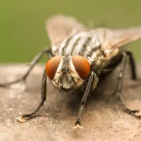 house fly outside on a rock