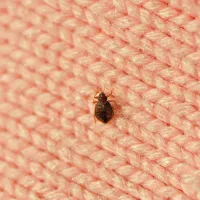 Bed bug crawling on pink, knitted fabric