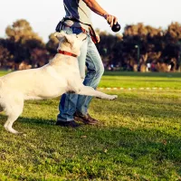 yellow lab running after ball with man in field 