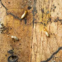 Termites eating wood