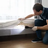 Inspection of hotel room with bed bugs