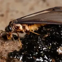 Winged termite close-up