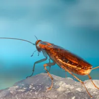 German Cockroach (Blattella Germanica)