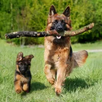 german shephards running around in the backyard