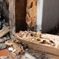 termite damage 