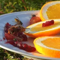 Wasps feeding on a plate with oranges and grapes