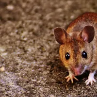 mouse standing on sidewalk