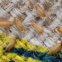 multiple carpet beetle larvae on a carpet