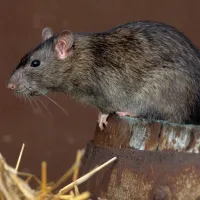 rat sitting on a log