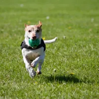 Dog playing catch