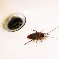 Roach in drain 