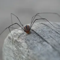 daddy long legs on a log