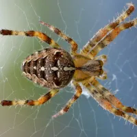 brown and white spotted spider on a web