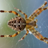 speckled spiders in a web 