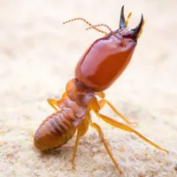 close up of subterranean termite