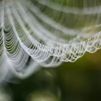 Dewey spider web