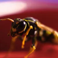 yellow jacket on red background