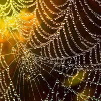 Spider web with dew droplets