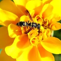 Yellow jacket sitting in center of yellow flower