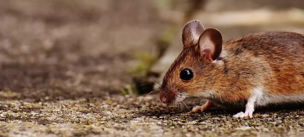 Brown mouse