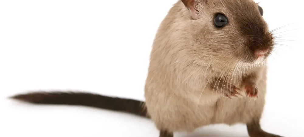 mouse on a white background