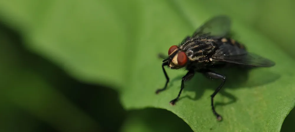 Fly sitting on a leaf 
