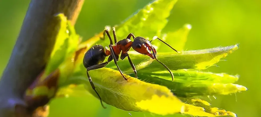 Ant sitting on a leaf