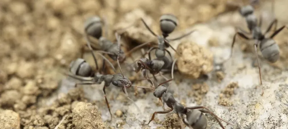 Ants crawling over pebbles