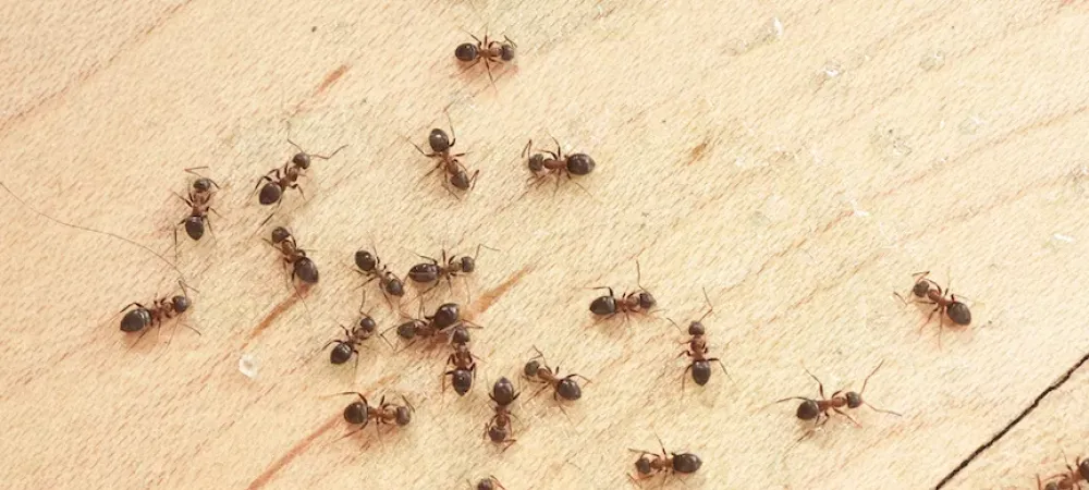 Ants crawling on kitchen floor