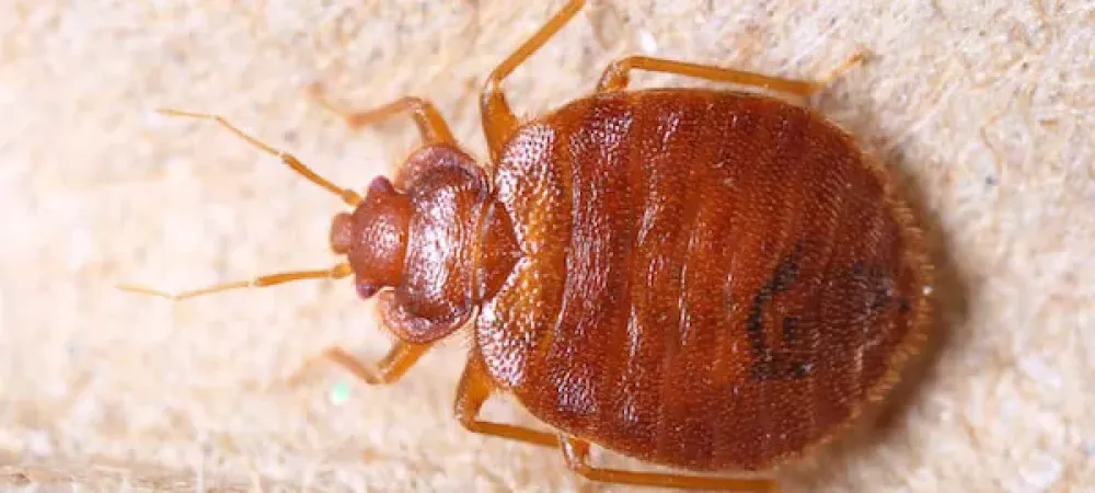 bed bug on a tan surface