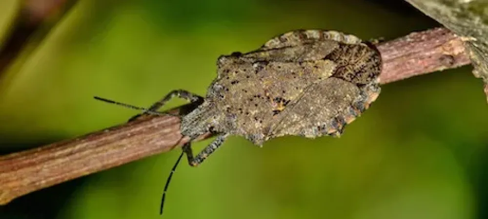 Stink bug on small branch