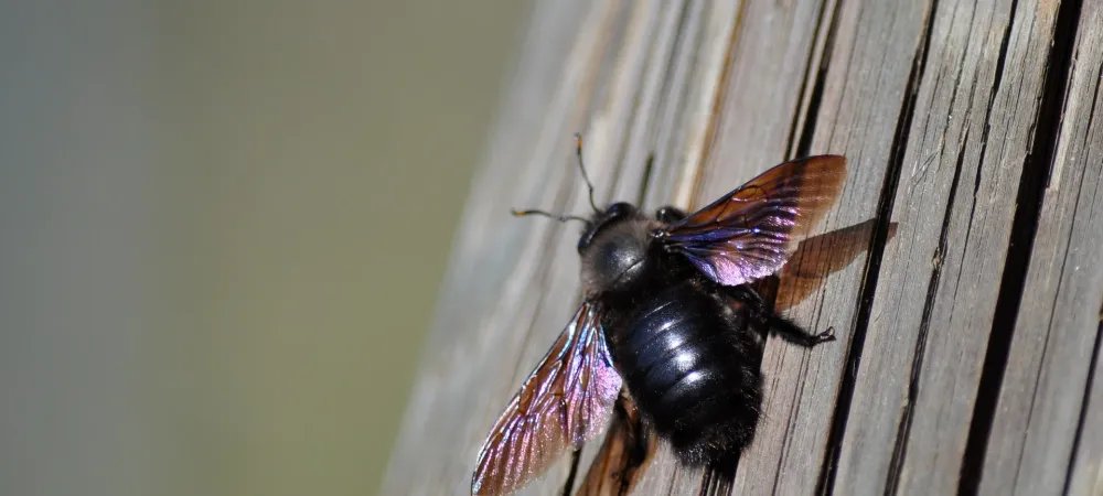 carpenter bee on brown deck
