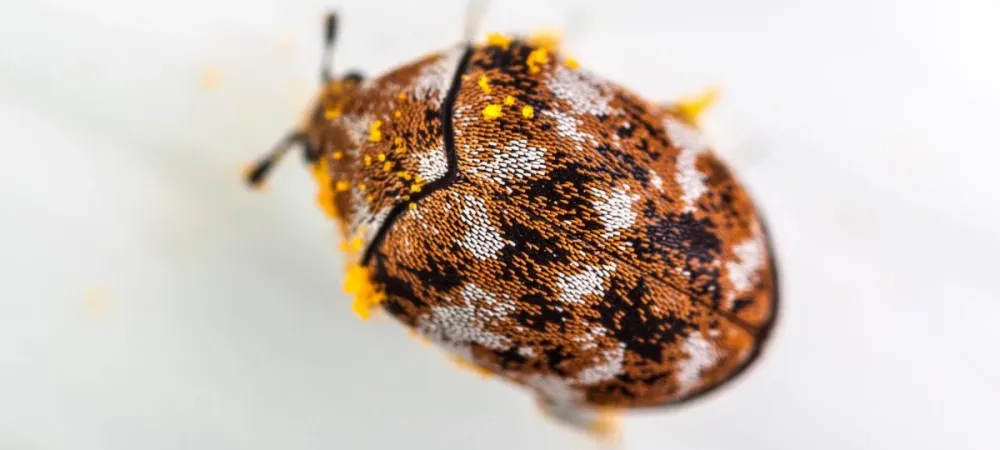 close up of a carpet beetle