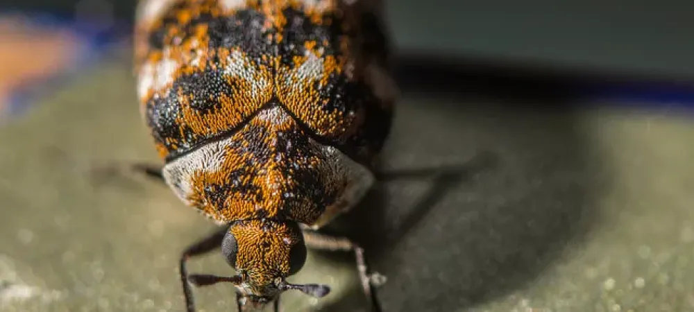carpet beetle on sidewalk
