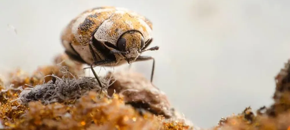 carpet beetle on brown debris