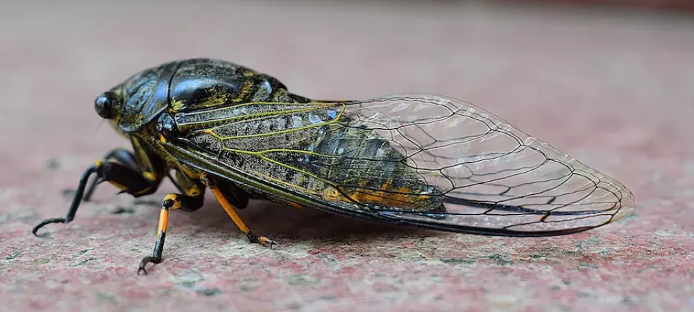 Cicada sitting on a red surface