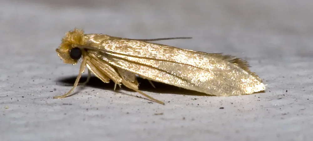 clothing moth on the ground